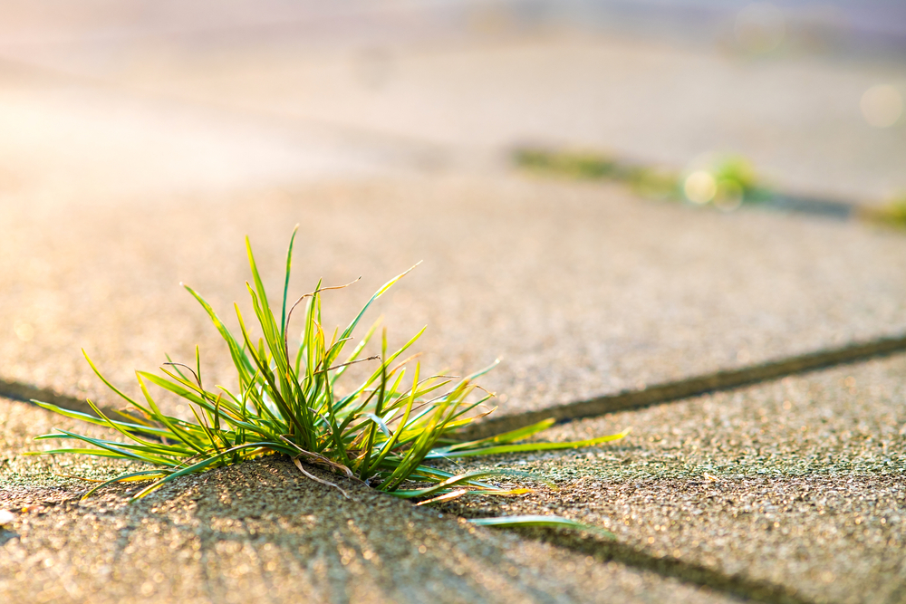 closeup,detail,of,weed,green,plant,growing,between,concrete,pavement