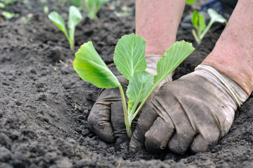 senior,woman,planting,cabbage,seedling,in,the,vegetable,garden